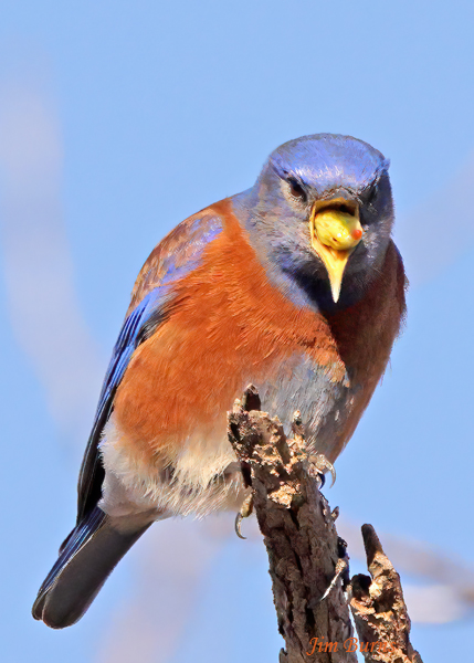 Western Bluebird male regurgitating Mistletoe berry--2875