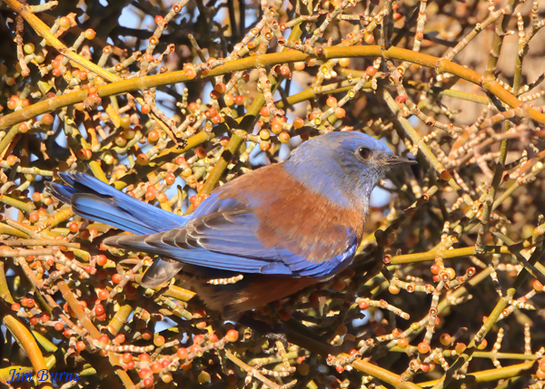 Western Bluebird male feeding in Mistletoe--2891