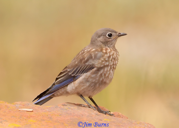Western Bluebird juvenile--4127