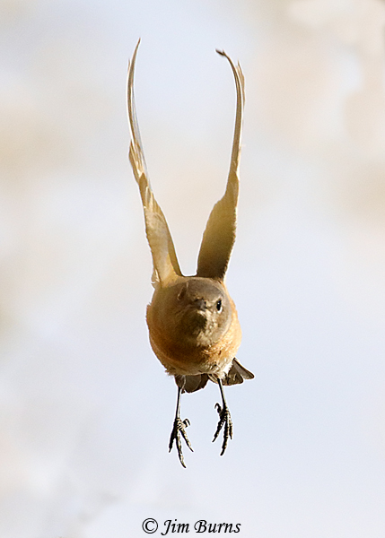 Western Bluebird female in flight--4848
