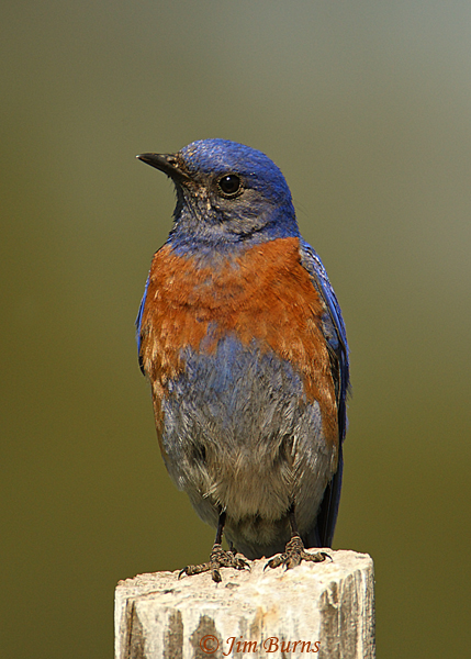 Western Bluebird male--8700