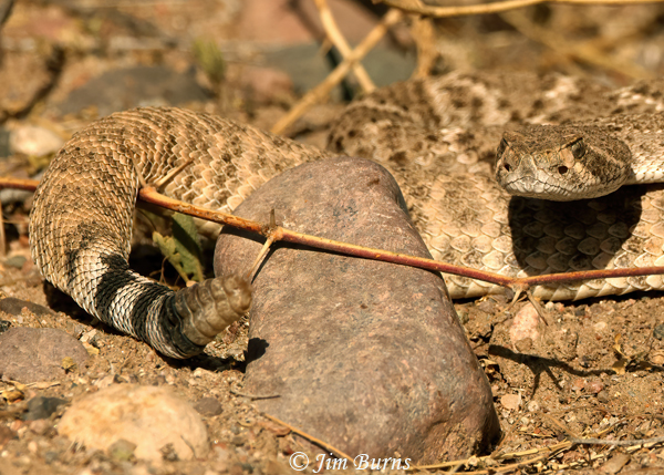 Western Diamondback Rattlesnake sunning--1024