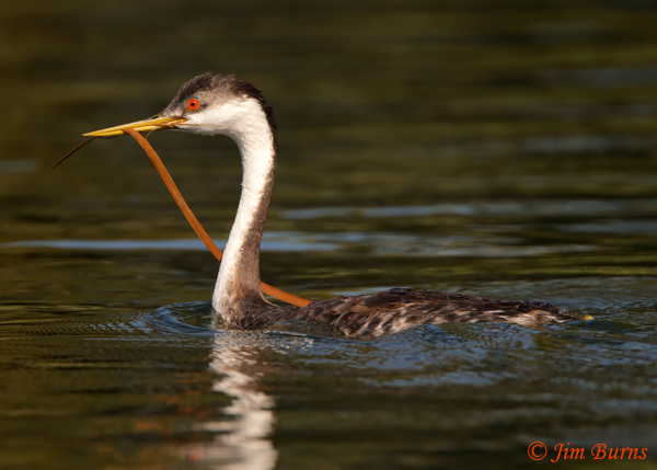Western Grebe with nesting material--2721