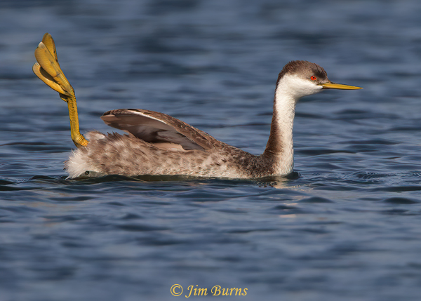 Western Grebe with paddle out of water--2830