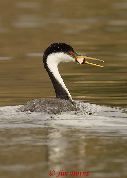 Western Grebe with catch--8869