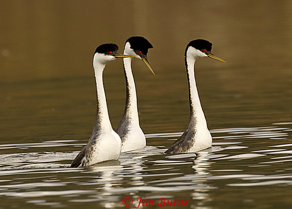 Western Grebe threesome standing up--8955