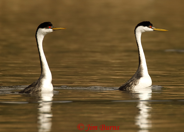 Western Grebes standing up--9281