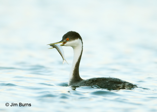 Western Grebe with fish #2
