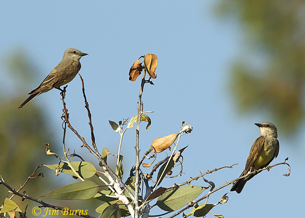 Western Kingbird pair perched--0623