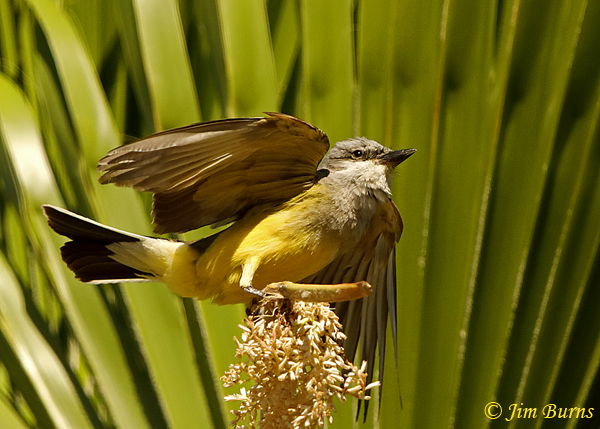 Western Kingbird in Fan Palm--2118