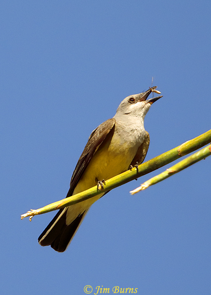 Western Kingbird with insect--2126