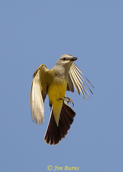 Western Kingbird in flight with insect--2132