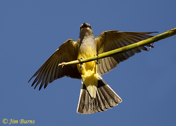 Western Kingbird showing diagnostic white outer tail feathers--2133