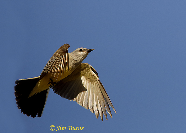Western Kingbird in flight #2--2148