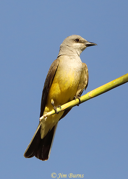 Western Kingbird on palm perch--2174