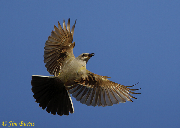 Western Kingbird in flight showing diagnostic outer tail feathers--0354