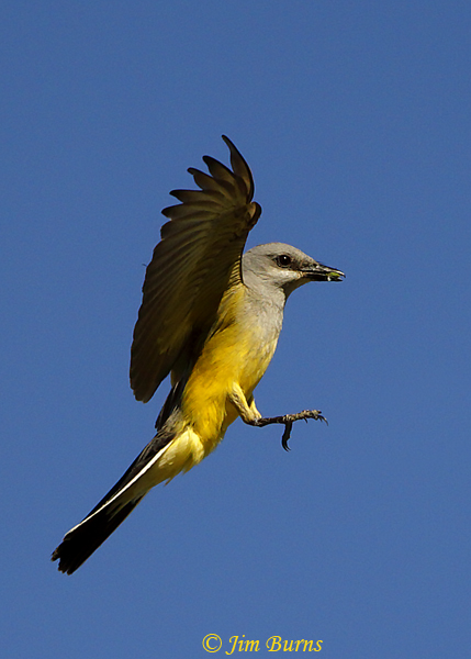 Western Kingbird with small green insect--0441