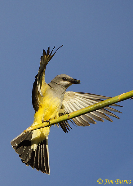 Western Kingbird with small bee fly--0501