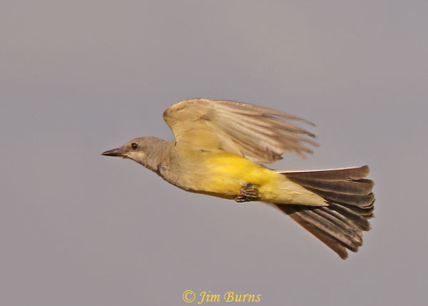 Western Kingbird immature in flight--9985