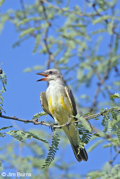 Western Kingbird juvenile
