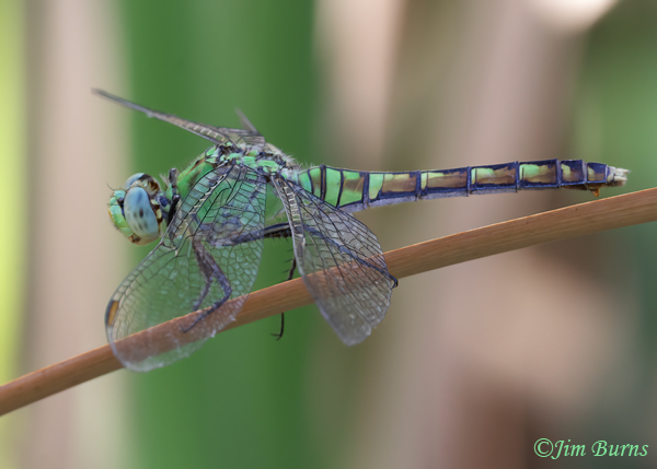 Western Pondhawk female, Maricopa Co., AZ, June 2024--8080
