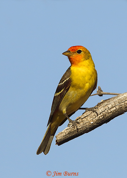 Western Tanager male ventral view--1929