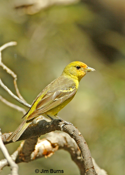 Western Tanager immature male