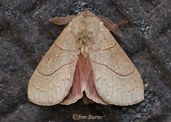 Western Tent Caterpillar Moth wingspread, Arizona--1639