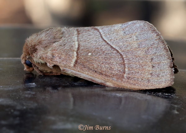 Western Tent Caterpillar Moth, Arizona--0255