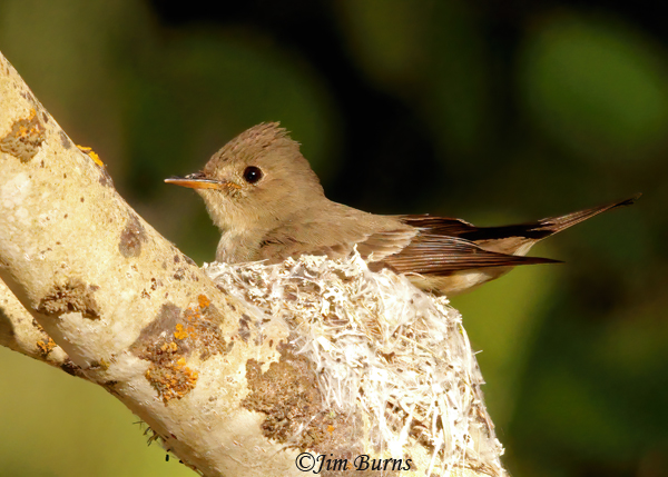 Western Wood-Pewee at nest in Aspen--5850