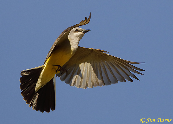 Western kingbird in flight--2149
