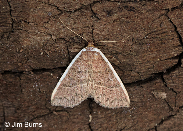 White Edge Moth, Arizona