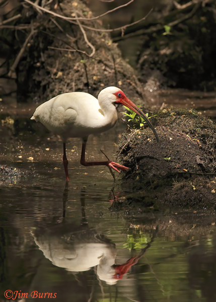 White Ibis feeding in cypress swamp--8034