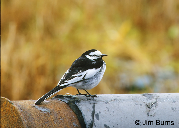 White Wagtail on pipe
