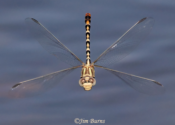 White-belted Ringtail male in flight, Maricopa Co., AZ, September 2022--8173
