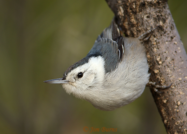White-breasted Nuthatch--4555