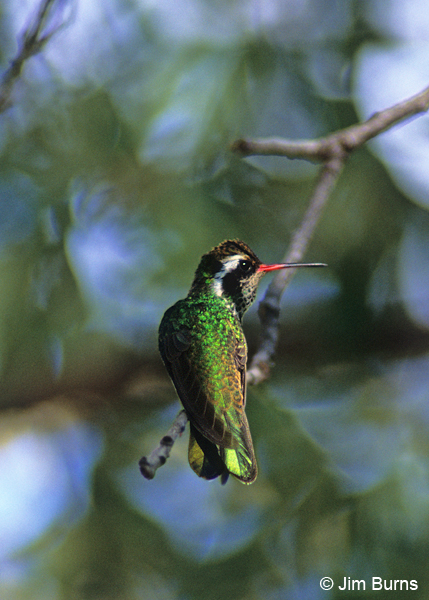 White-eared Hummingbird male dorsal