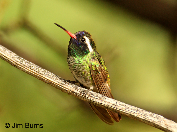 White-eared Hummingbird male ventral view