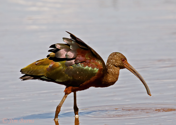 White-faced Ibis, nonbreeding, with aquatic insect--4990