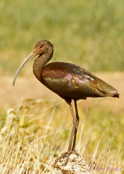 White-faced Ibis adult nonbreeding true colors--5002