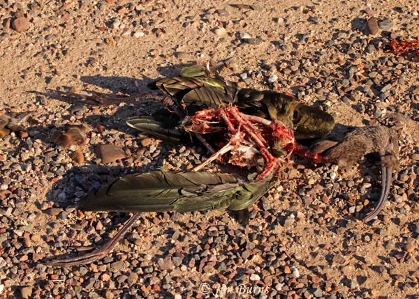 White-faced Ibis carcass caught and plucked by Northern Harrier--5210