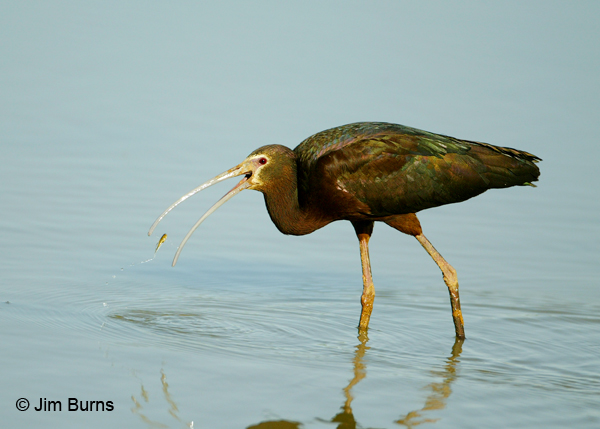White-faced Ibis with fish