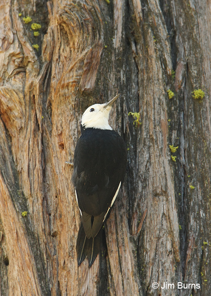 White-headed Woodpecker female