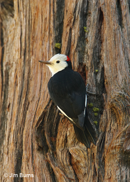 White-headed Woodpecker male at sunset