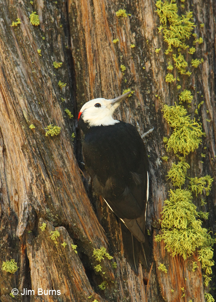 White-headed Woodpecker male in moss