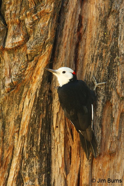 White-headed Woodpecker male