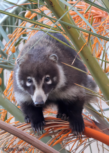 White-nosed Coati loafing in palm tree--5305--2