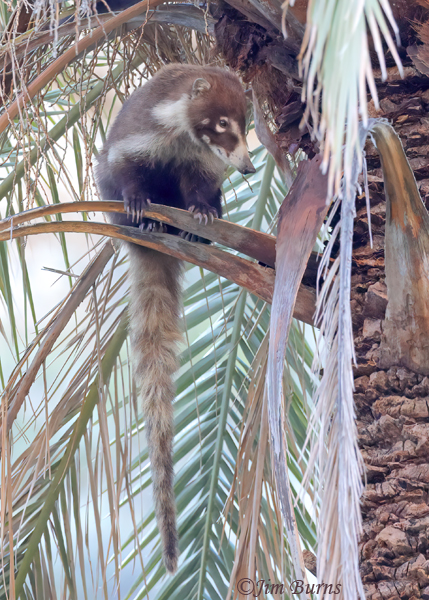 White-nosed Coati adult in palm tree--5321--2