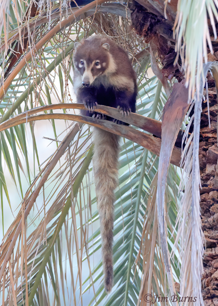 White-nosed Coati adult in palm tree #2--5323--2