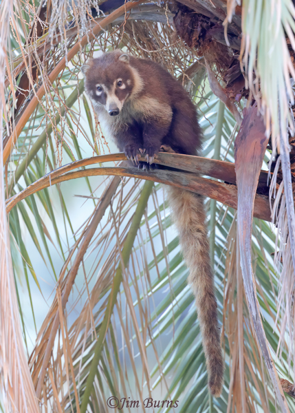 White-nosed Coati adult in palm tree #3--5336--2